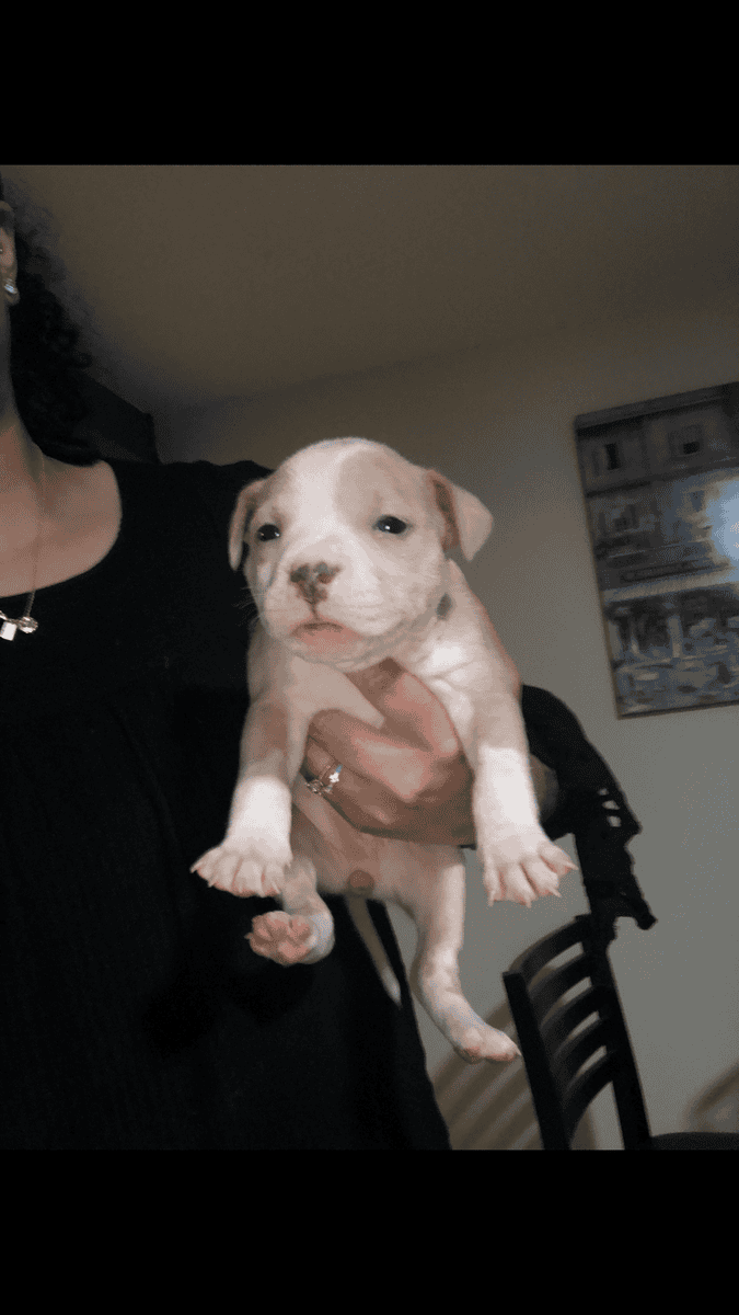 Bully/pit 8wk old male (1) & female (2) image 2
