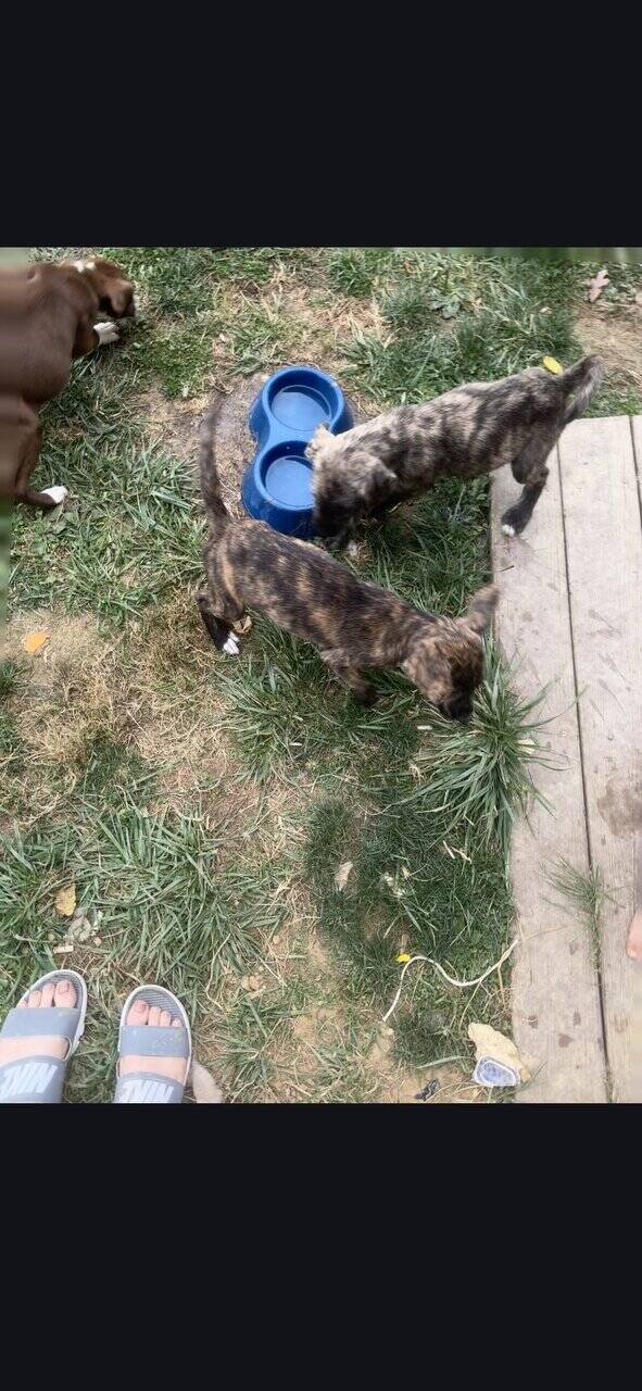 Free Blue nose pit and Golden doodle puppies image 17