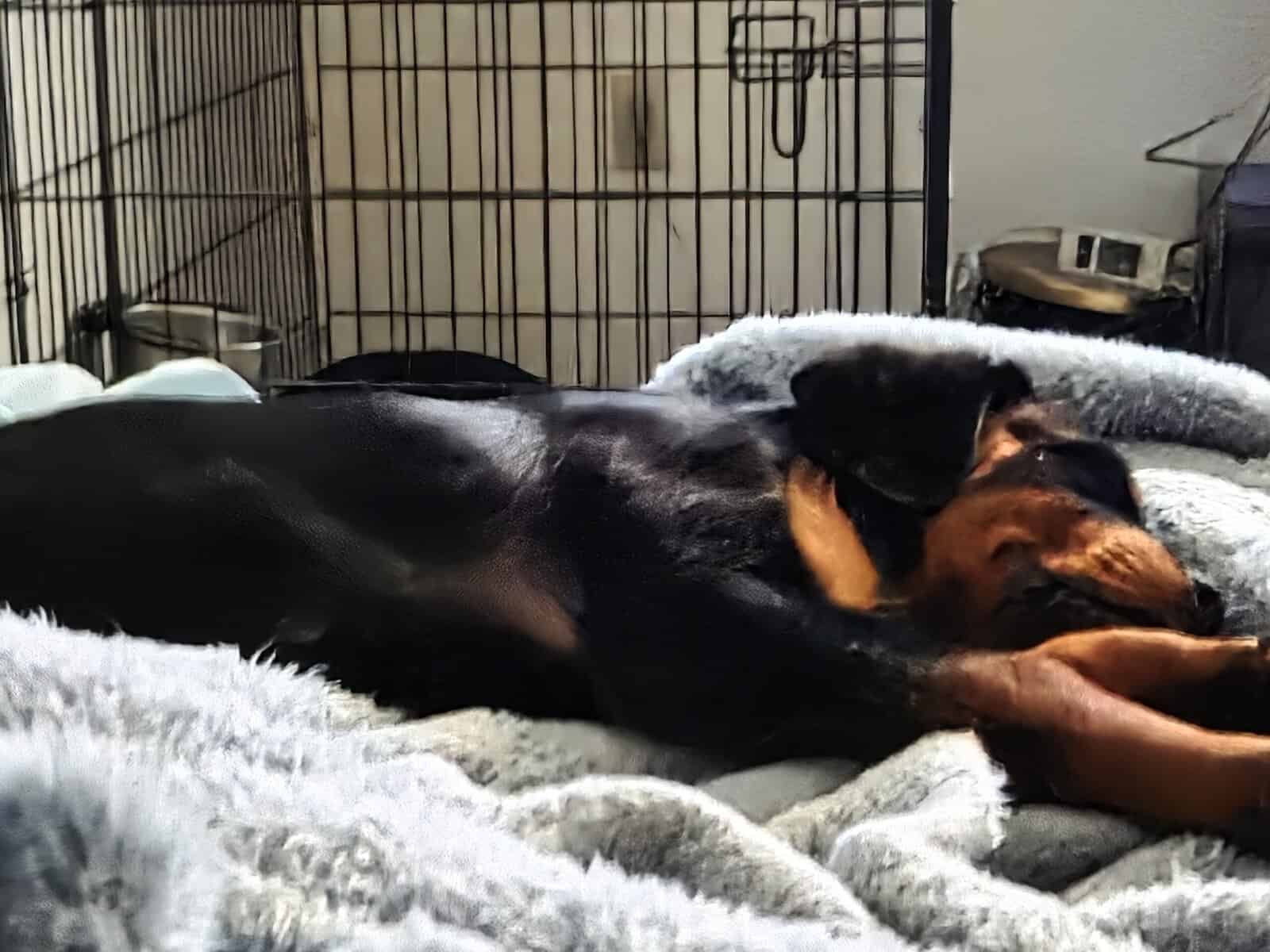 GermanRottweiler puppies parents both on-site, AKC image 7