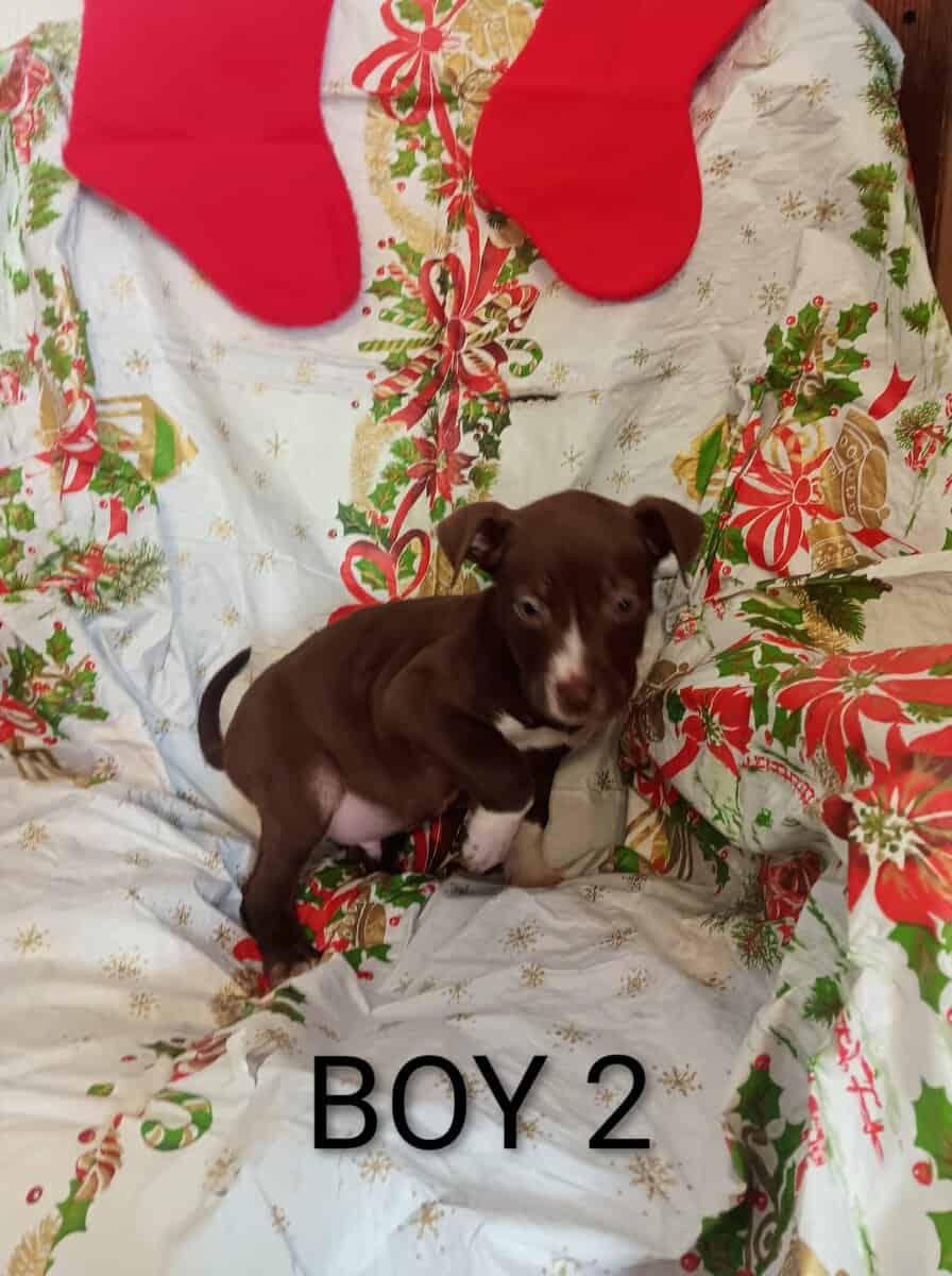 Doberman/staffordshire terrior image 3