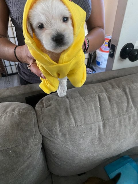 I have 3 puppies for sell image 4