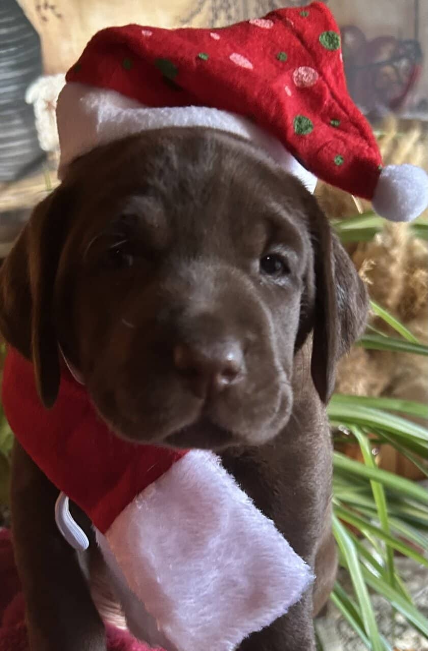 AKC English Labrador Retriever Puppies image 3