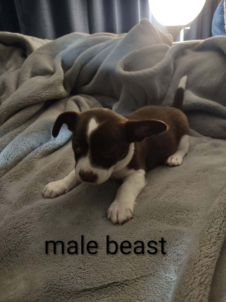 Chiweenie mix puppy image 4