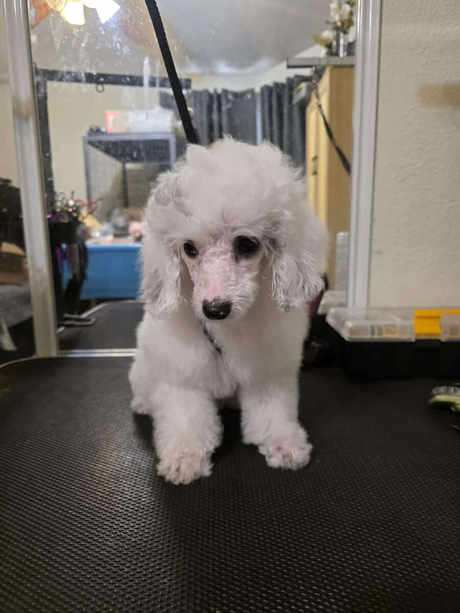 AKC Miniature Poodles image 5
