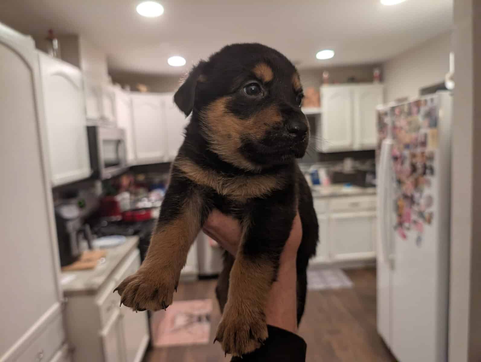 German shepherd mix puppies image 3
