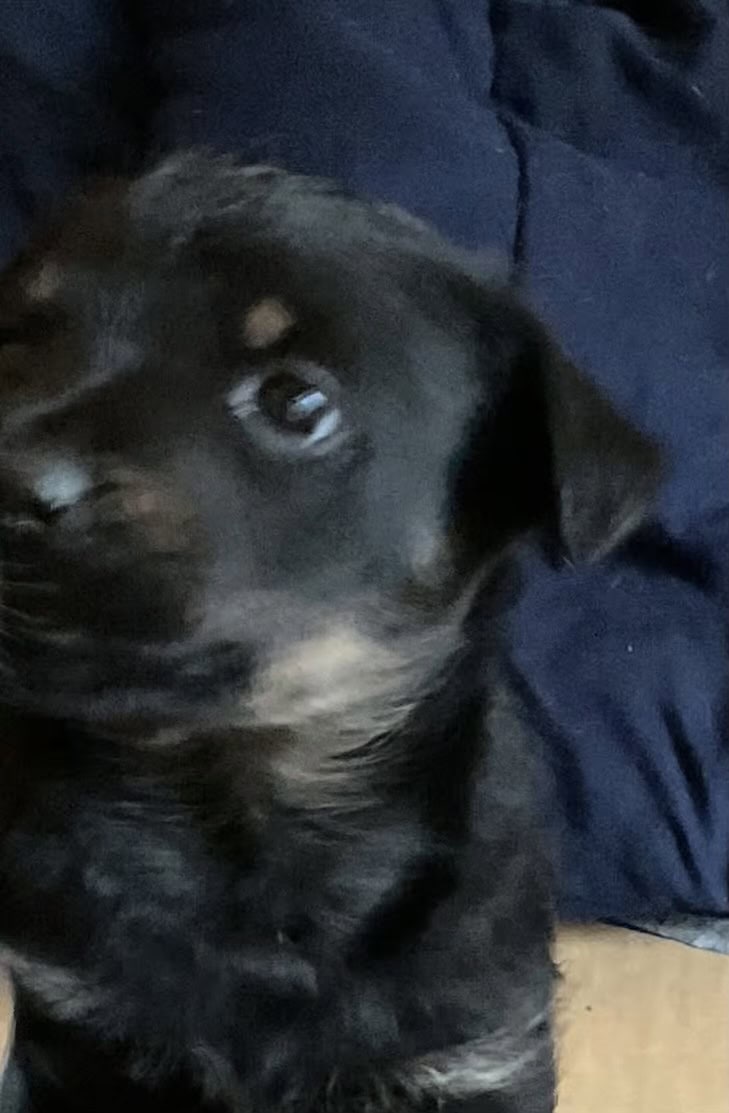 Adorable puppies image 1