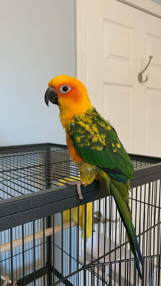 Sun Conure Bird (flight cage, toys and food) image 1