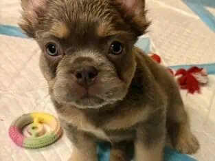 Fluffy-French Bulldogs