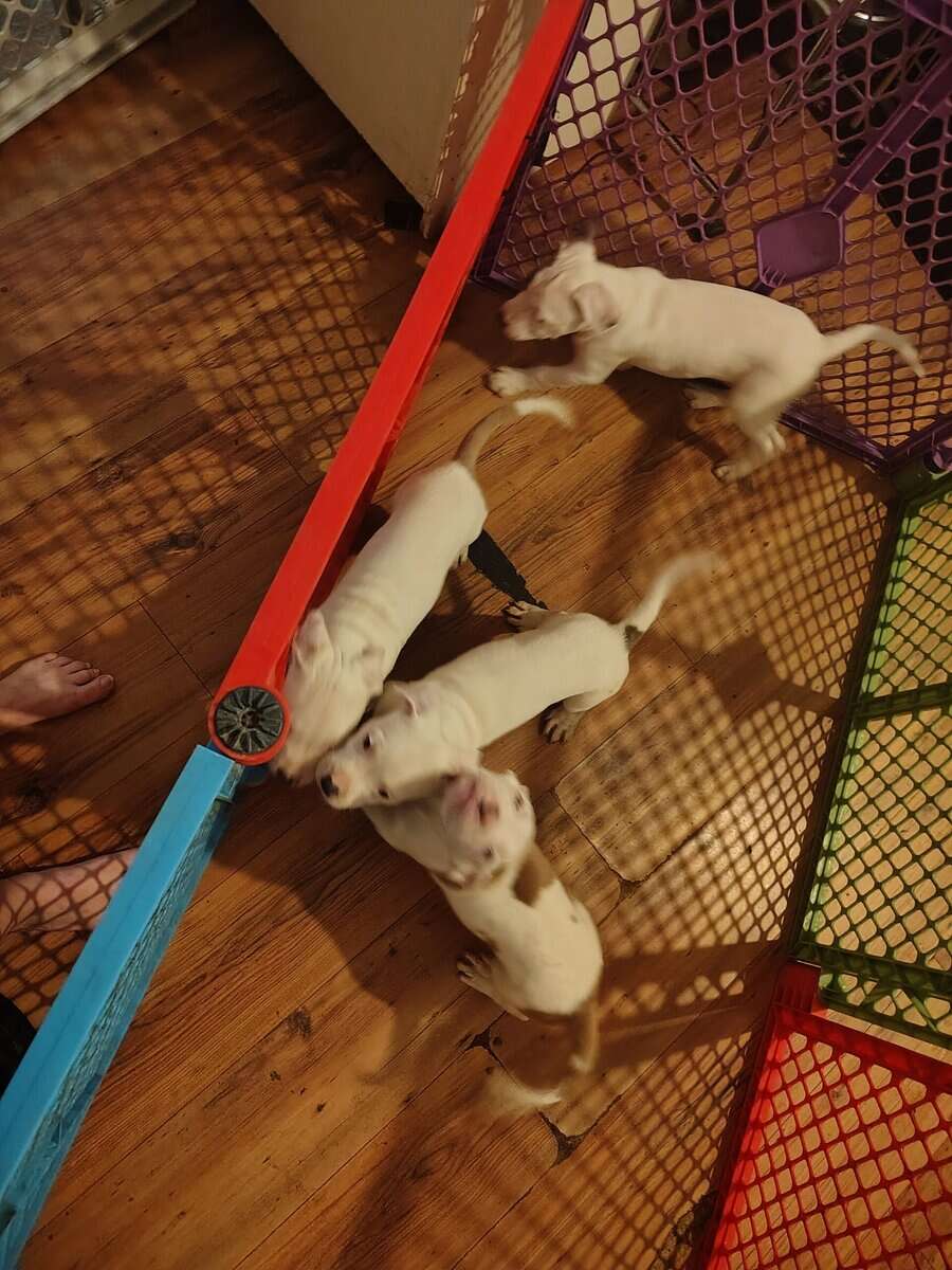 REHOMING PITBULL PUPPIES ASAP image 1