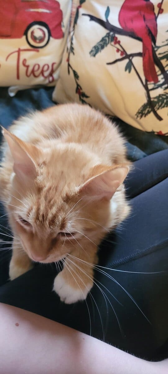 Domestic Longhair image 3