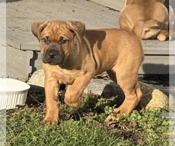 Boerboel–Cane Corso Puppies -- Ready to go! image 10