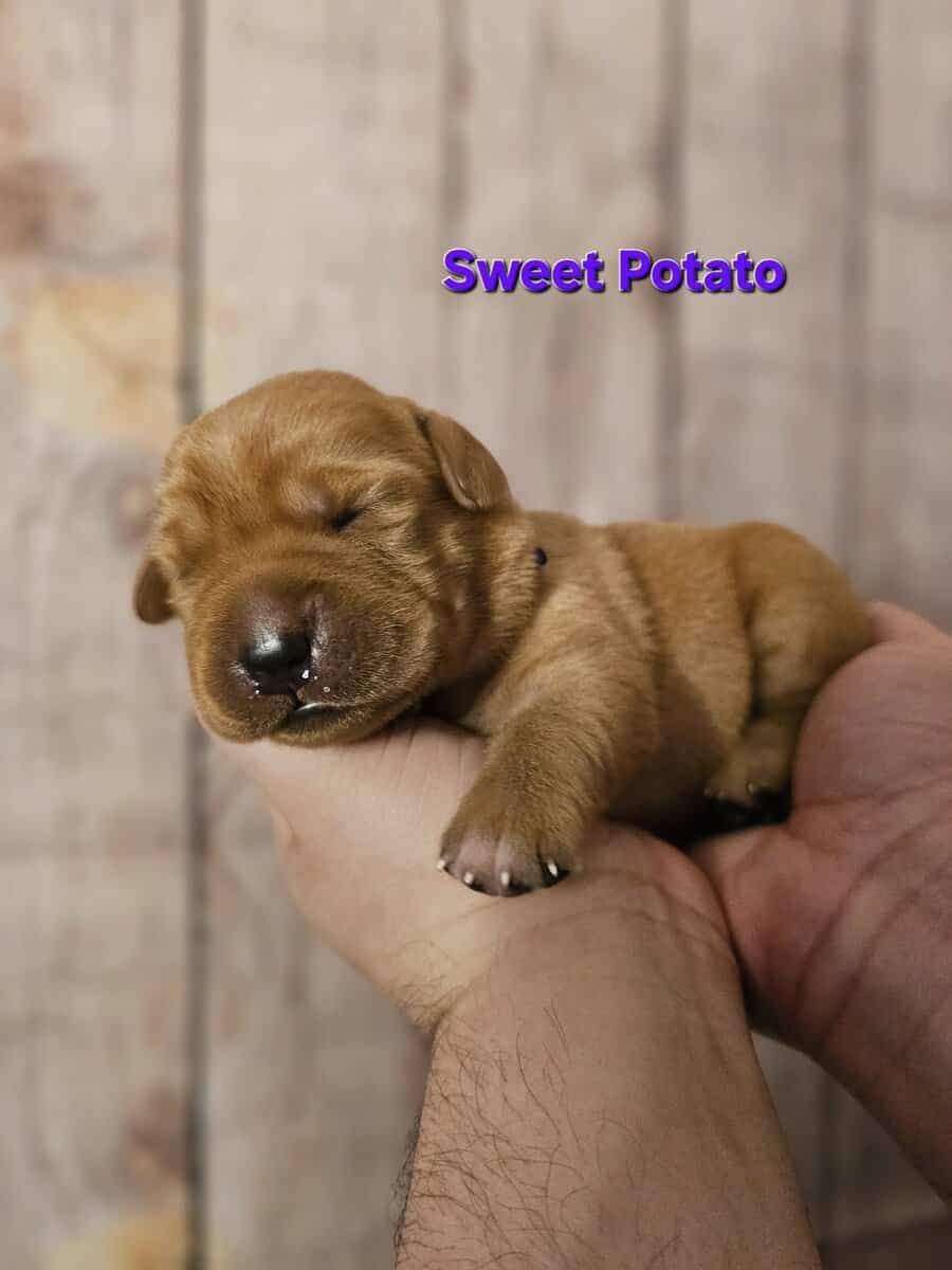 AKC Male Labrador Puppies Health Tested Parents image 3