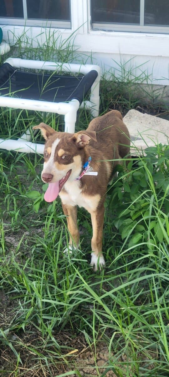 Australian kelpie/Australian shepherd image 2