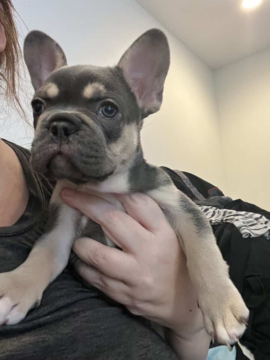 French Bulldog Puppies image 2