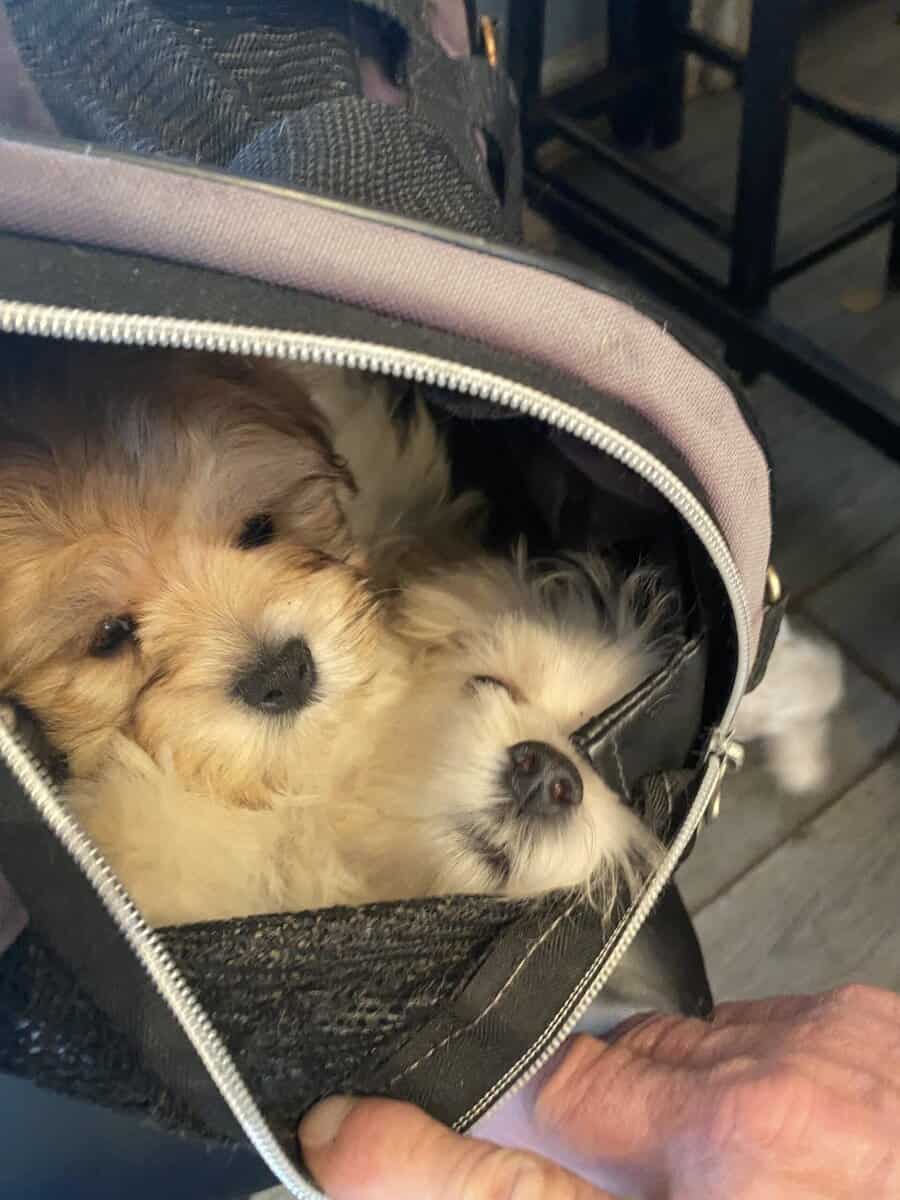 Beautiful Malshi puppy image 2