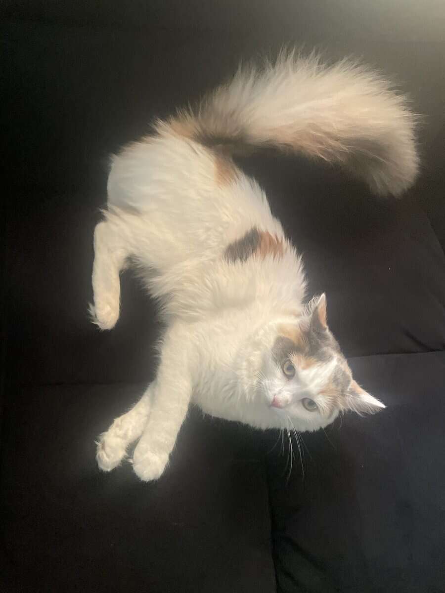 Kitten Looking for a Loving Home image 3