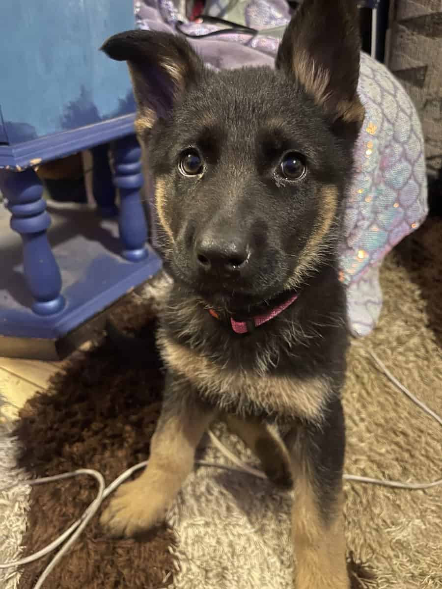 German Shepard puppies need homes asap image 3