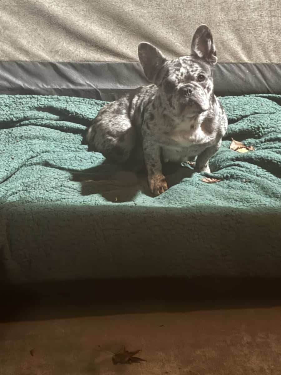 Beautiful frenchie looking for a forever home ‘ image 3