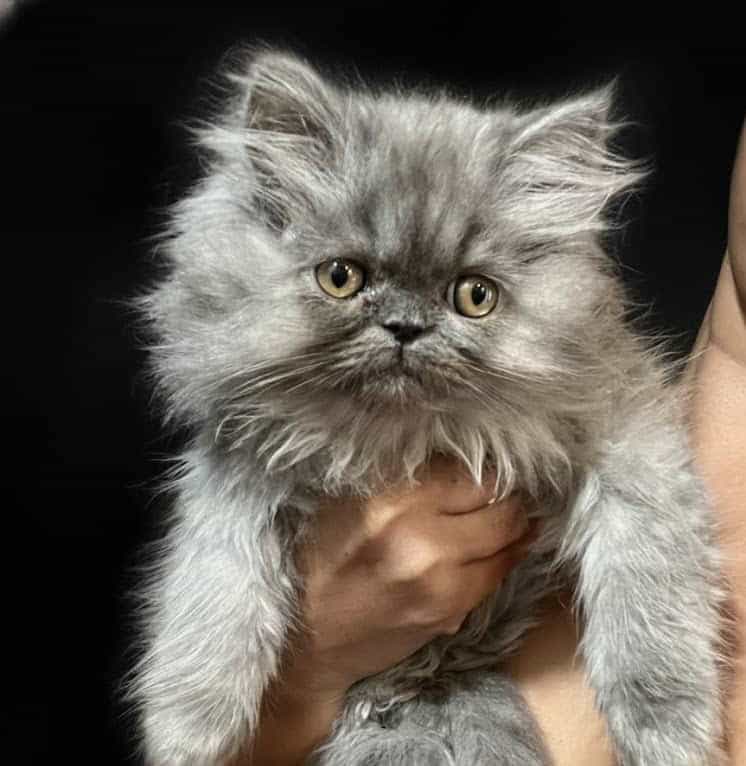 Persian babies and minuets ! image 1
