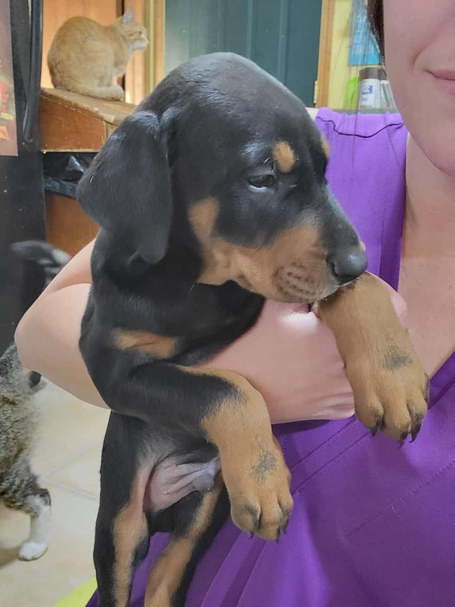 Doberman Puppies image 8