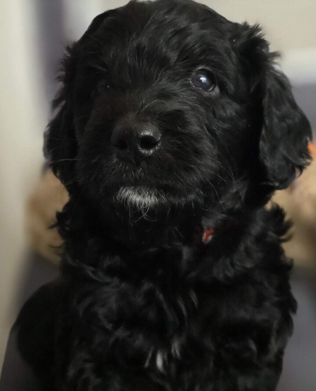 Golden Bernadoodle Puppies image 5