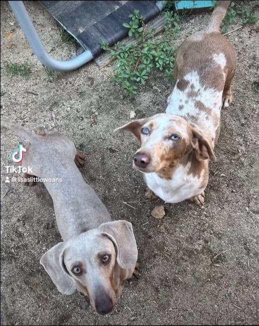 Miniature dachshunds pet puppy - $2,500 image 8