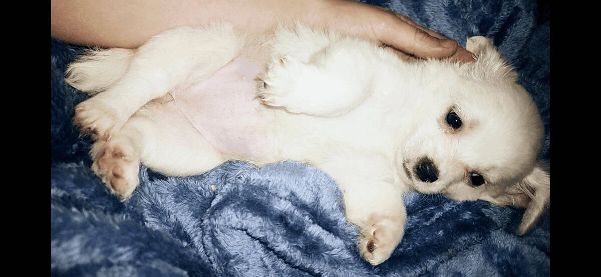Pure white long hair chihuahua female image 3