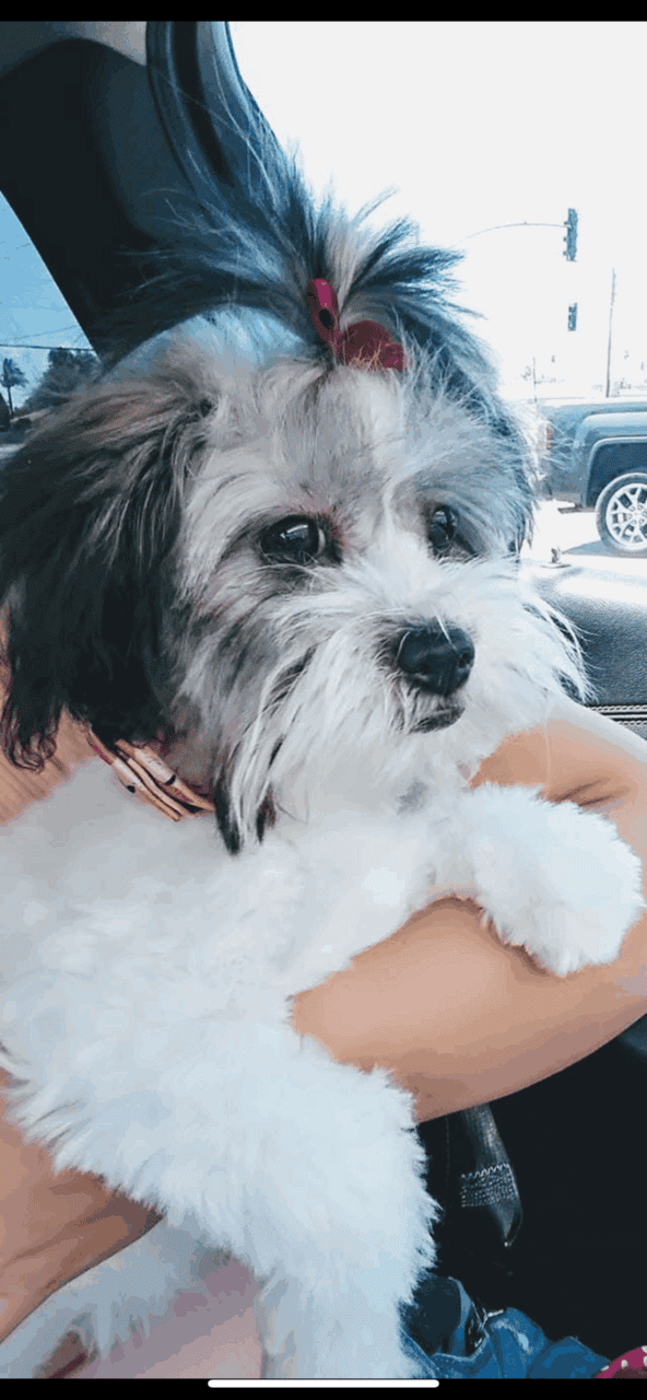 Maltipoo puppies image 5