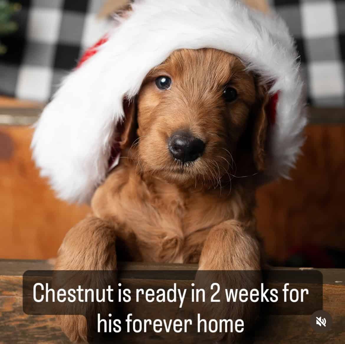 Puppy for sale image 2