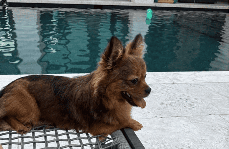 UKC, Purebred Mi-Ki Neutered Young Adult Male image 5