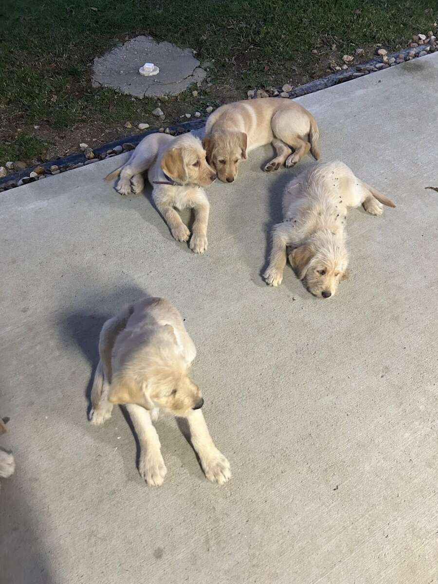 Labradoodles image 3