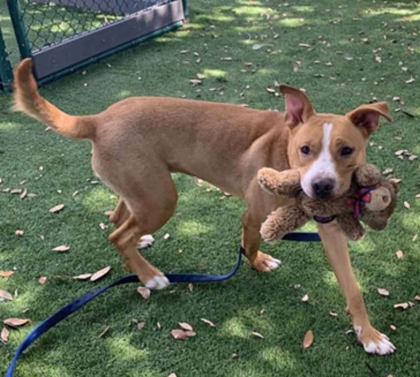 2yr Old Pit Mix Rescue Boy Needs Home image 4