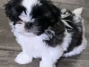 Shih Tzu female 8 weeks
