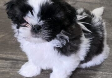 Shih Tzu female 8 weeks
