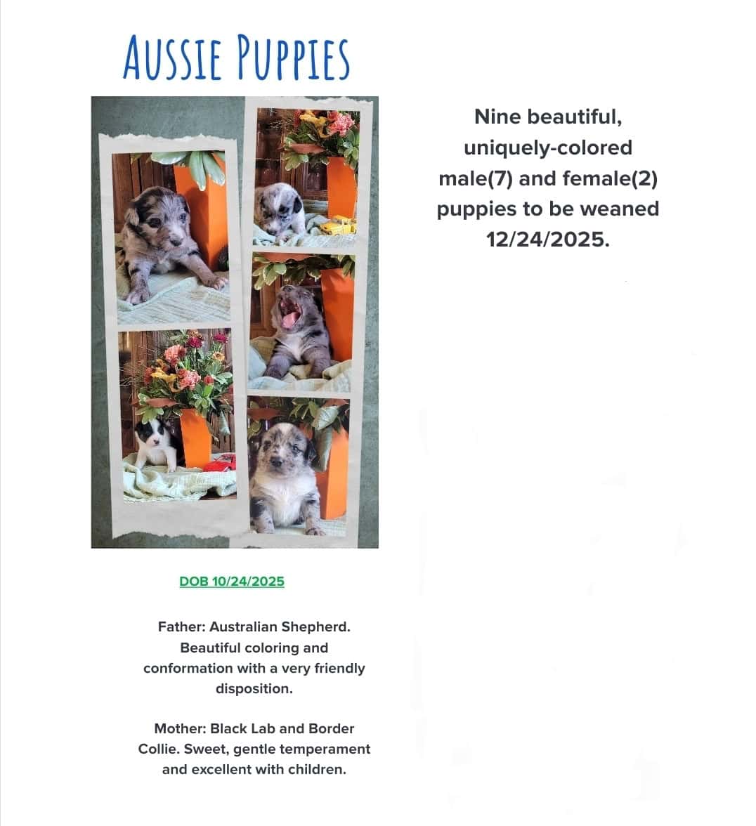Aussie Puppies image 1