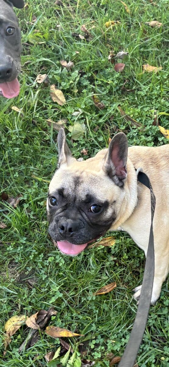 French Bulldog image 1