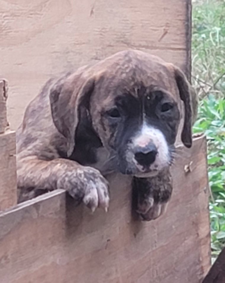 American Bullador Puppies image 2