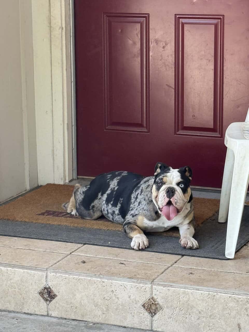 English bulldog image 2