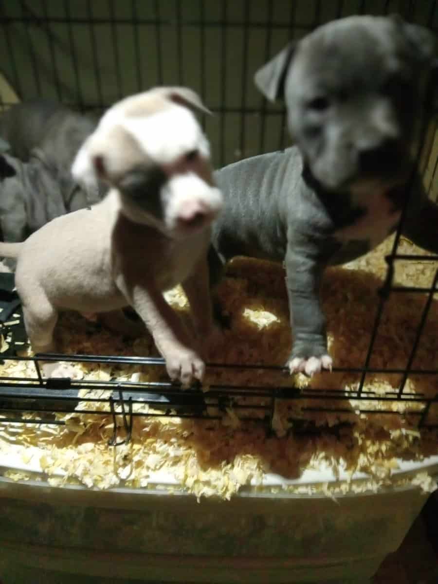 Pocket bully Blue pit bull puppies image 4
