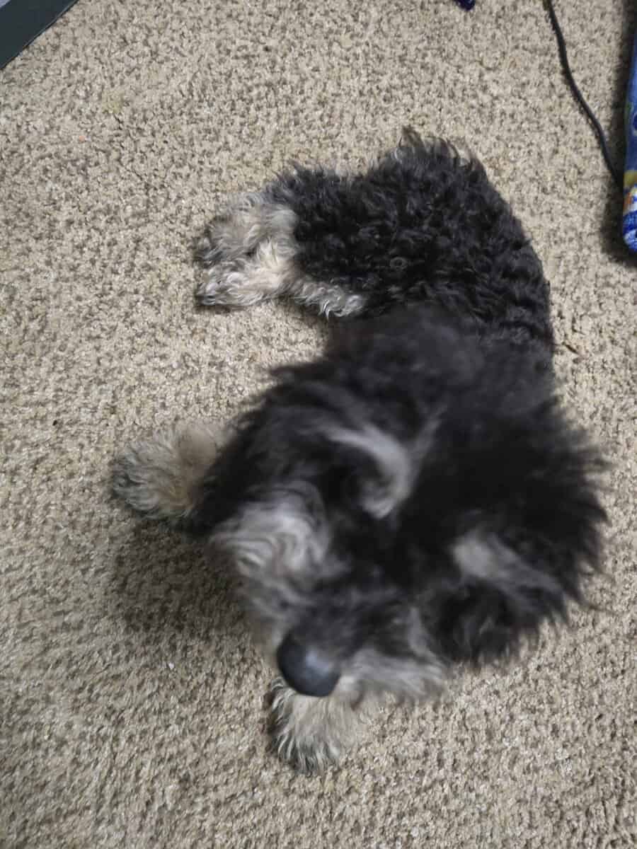 Mini poodle image 5
