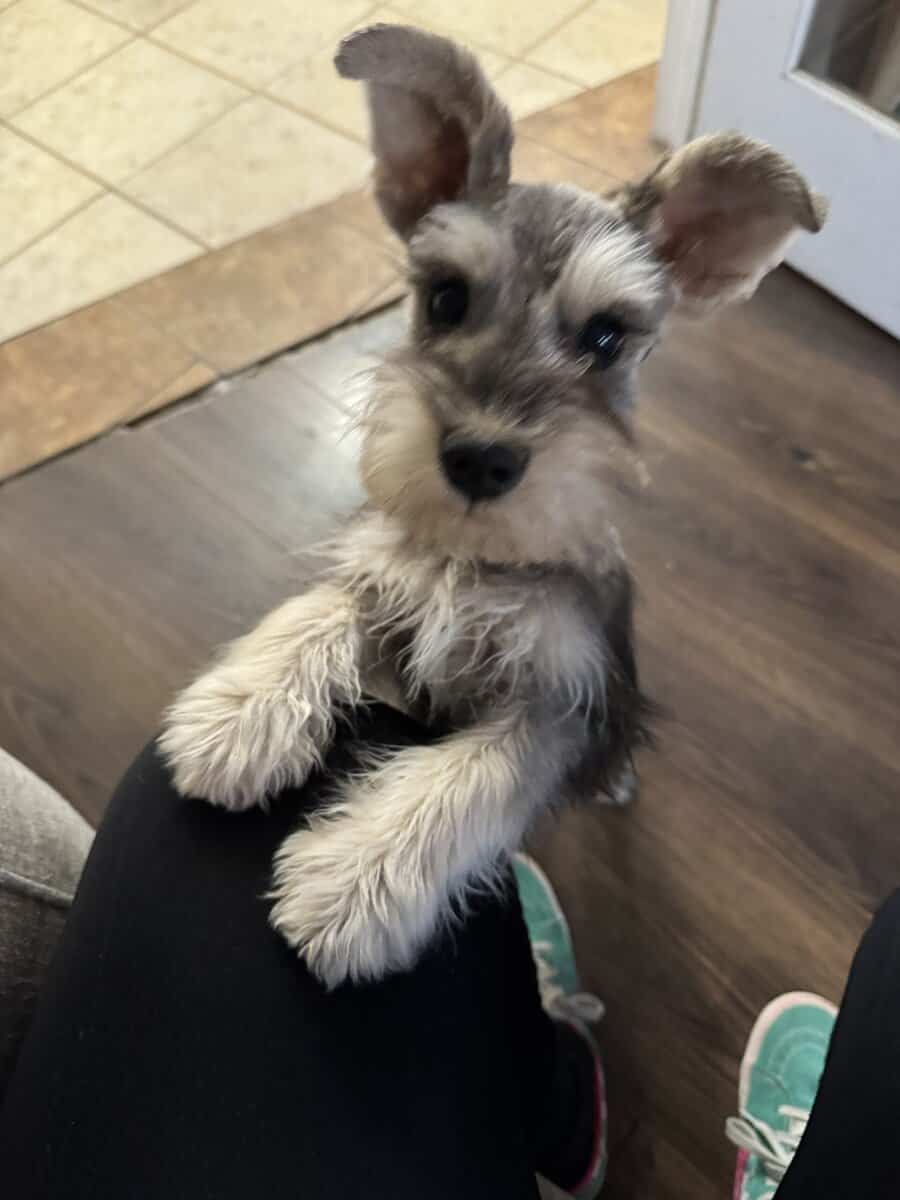 1 left AKC Schnauzer Minis Champion blood image 4