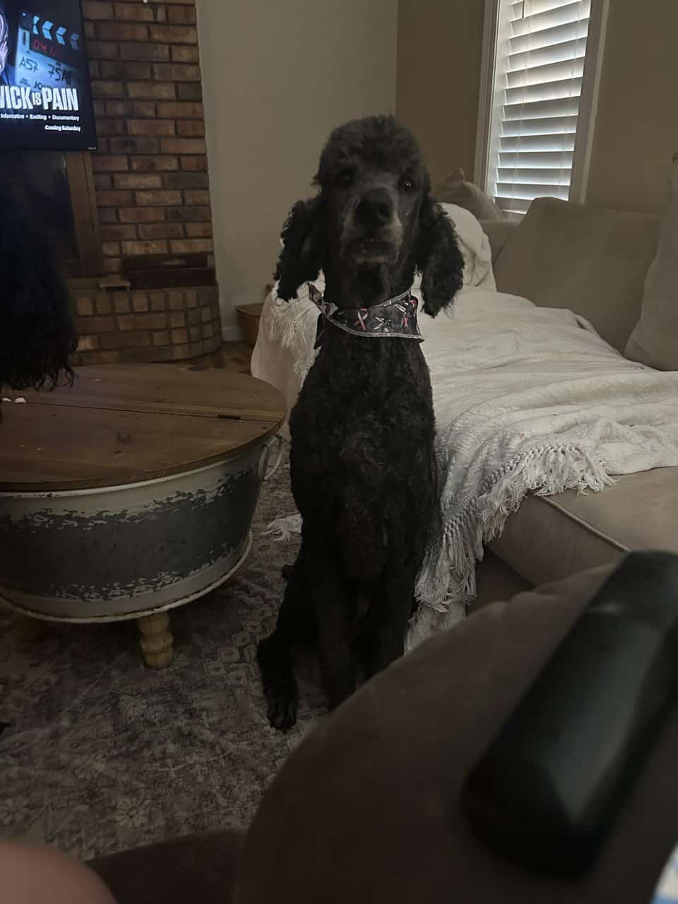 I have a male standard poodle I need to re-home image 1