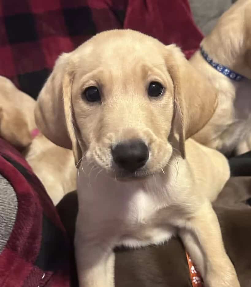 Labrador Retriever Puppies image 2