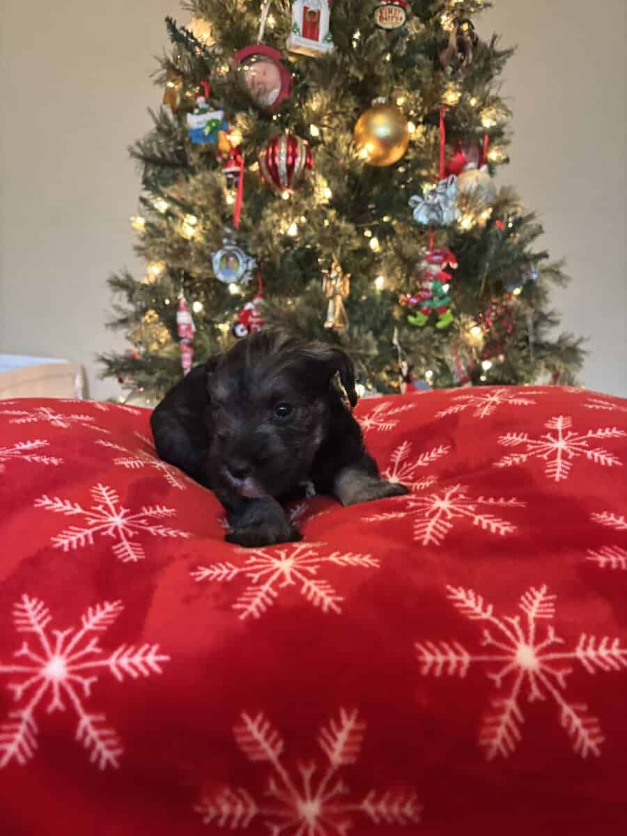 Male, Miniature Schnauzer's needing a forever home image 1