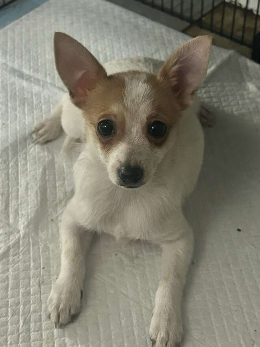Pomeranian and Chihuahua puppy image 2