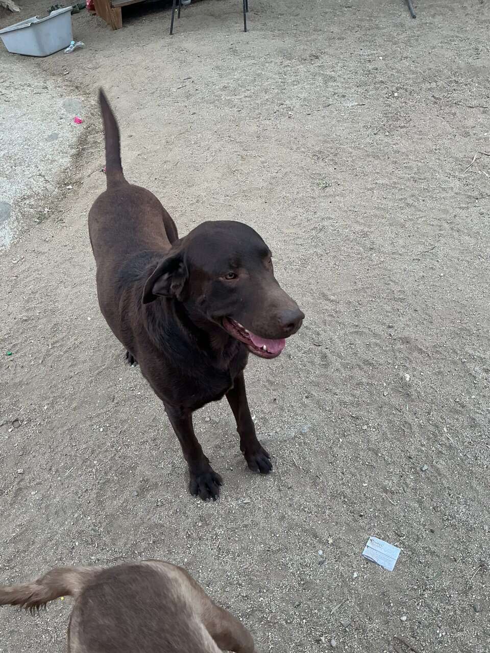 American Labrador Retriever image 12
