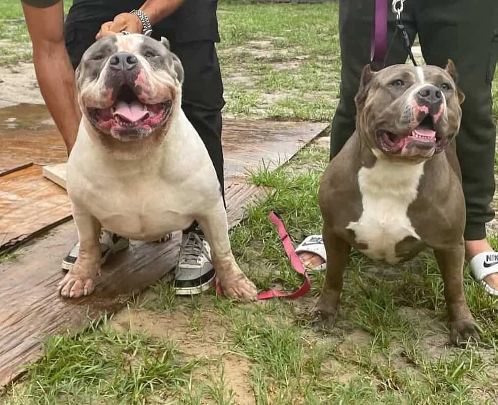 XL Bully Puppy For Sale Available in Miami image 3