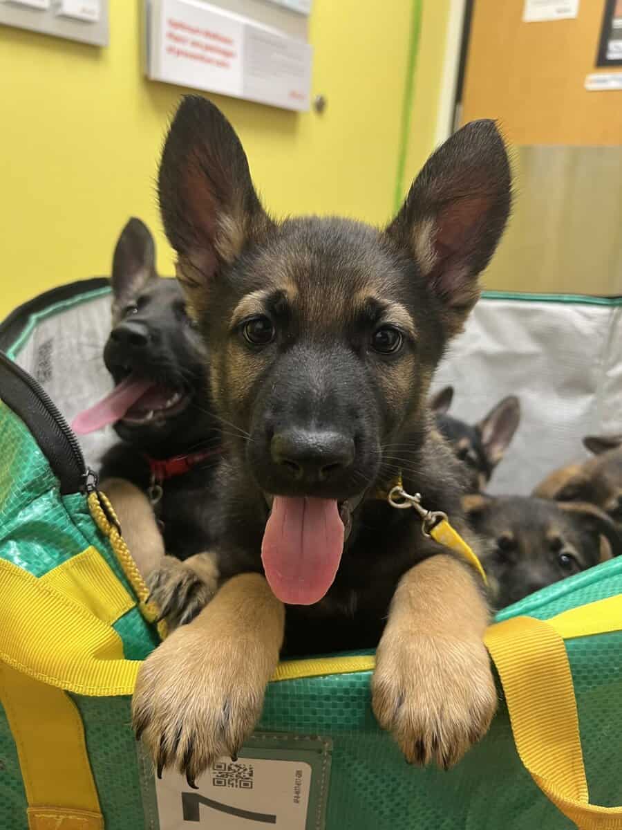 German Shepherd image 8