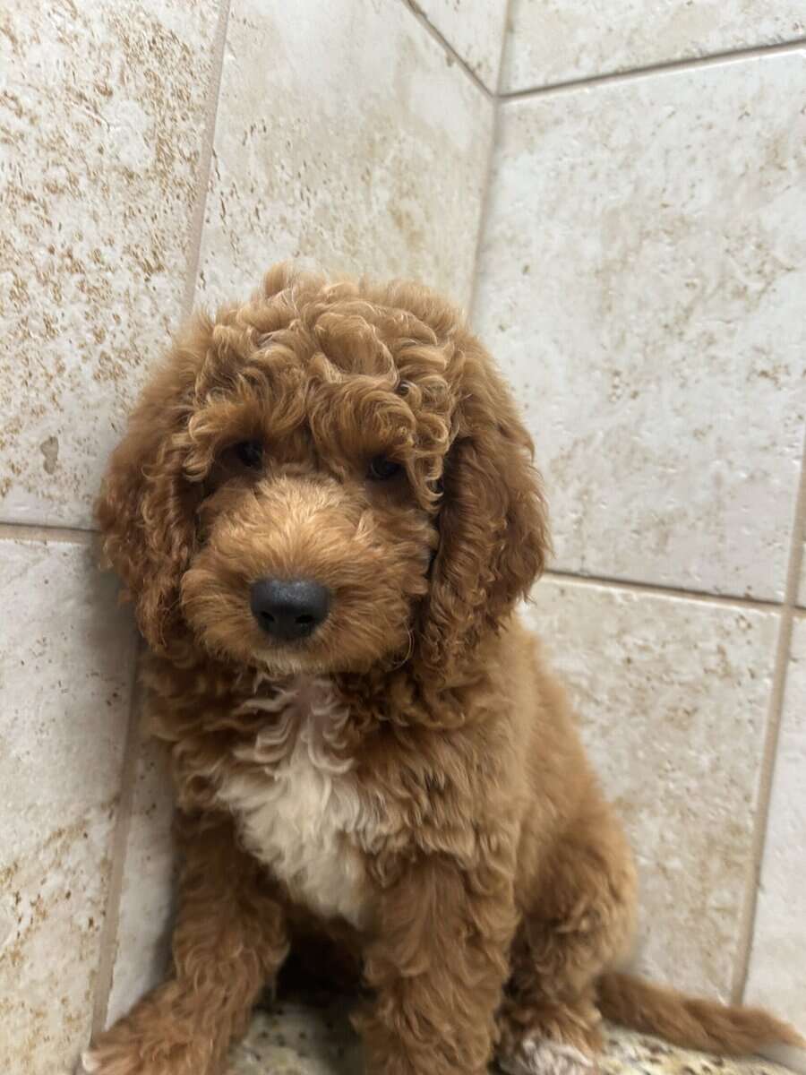 Goldendoodle image 6