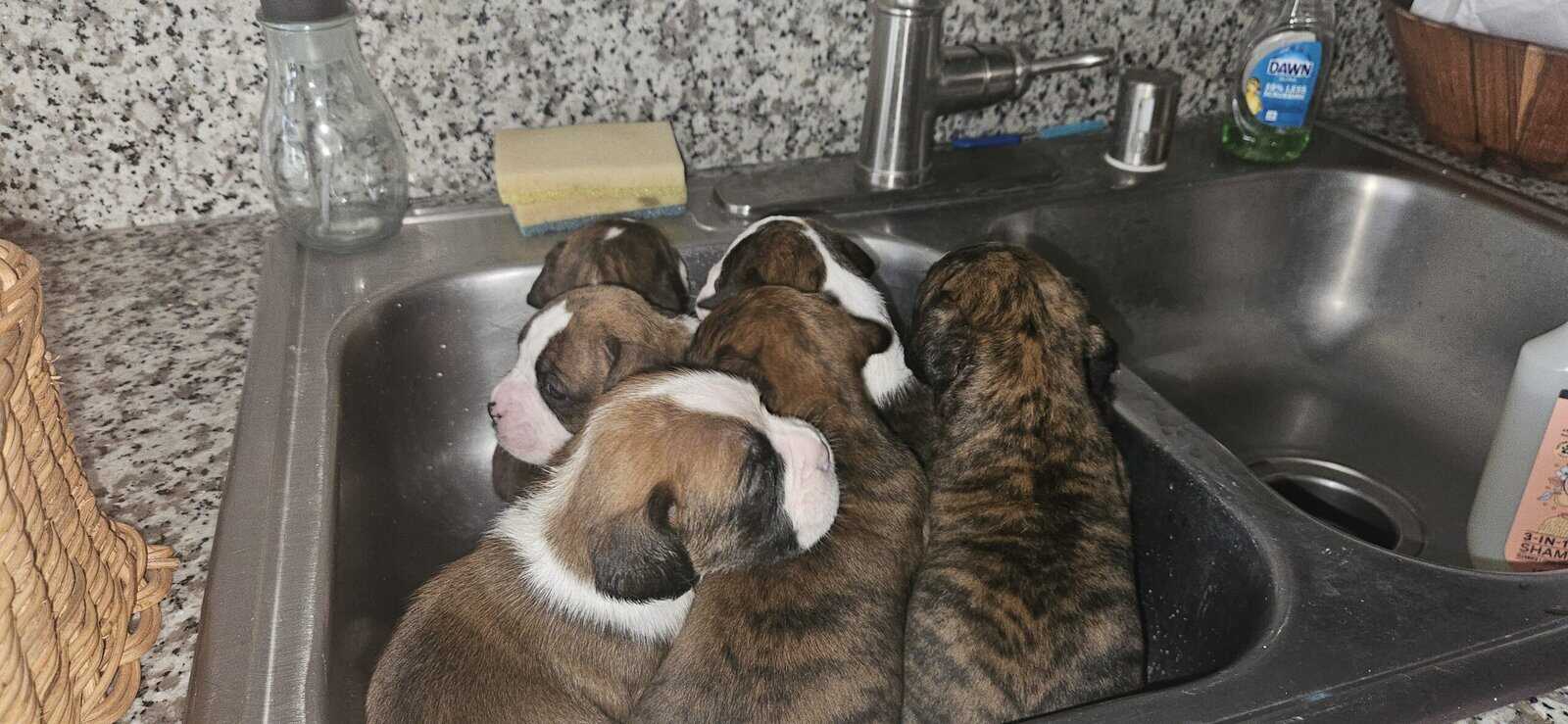 Full breed boxer puppies 8 weeks old image 1